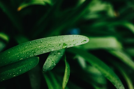 雨水的含义是什么意思，原来这不只是湿润大地的季节