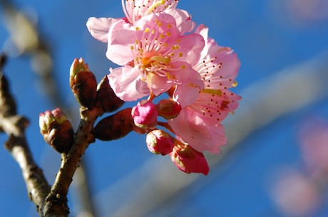 细数花的笔画顺序，了解花卉之美