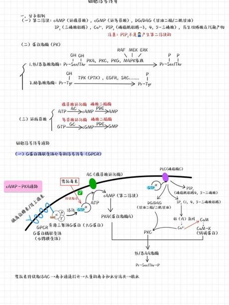 深度解析信号通路：从基础概念到应用