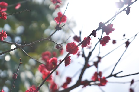 神池网-探索神秘的自然宝藏