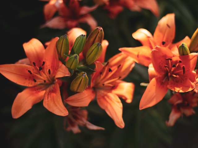 生日送什么花？这些花束适合送给不同的人