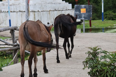 宫锁沉香下载 假如香味变淡了