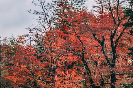 了解枫叶的特点，看这篇介绍！