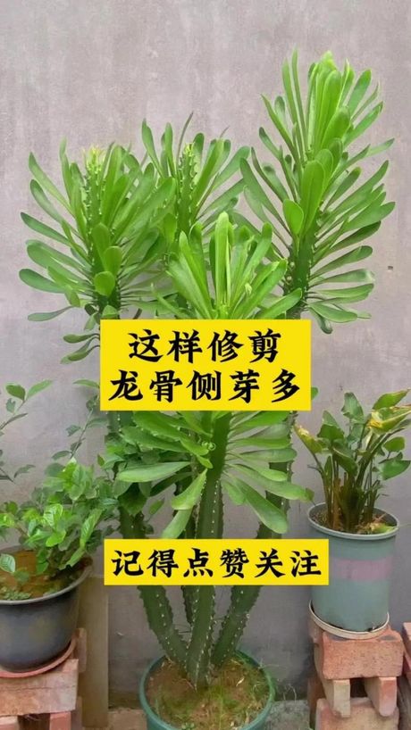 龙骨花图片，如何种植龙骨花，分享几张龙骨花图片