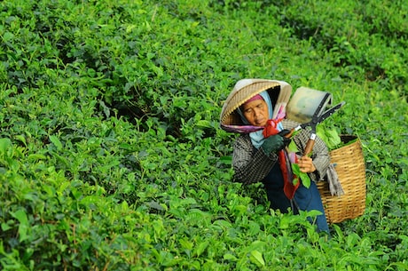 信阳毛尖品牌——原产地，种植技艺和制作工艺的考究