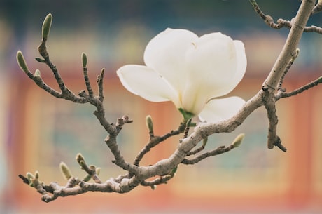 不可错过的花椒图片，带你领略花椒的魅力