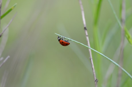 火炬之光2职业 在bug没修复时