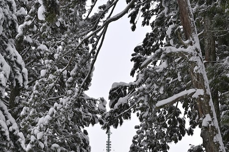 曹雪芹的生平